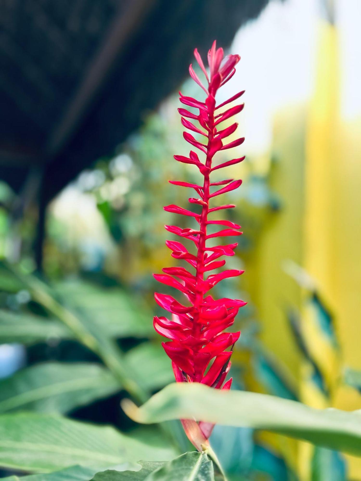 Pousada Velha Boipeba المظهر الخارجي الصورة